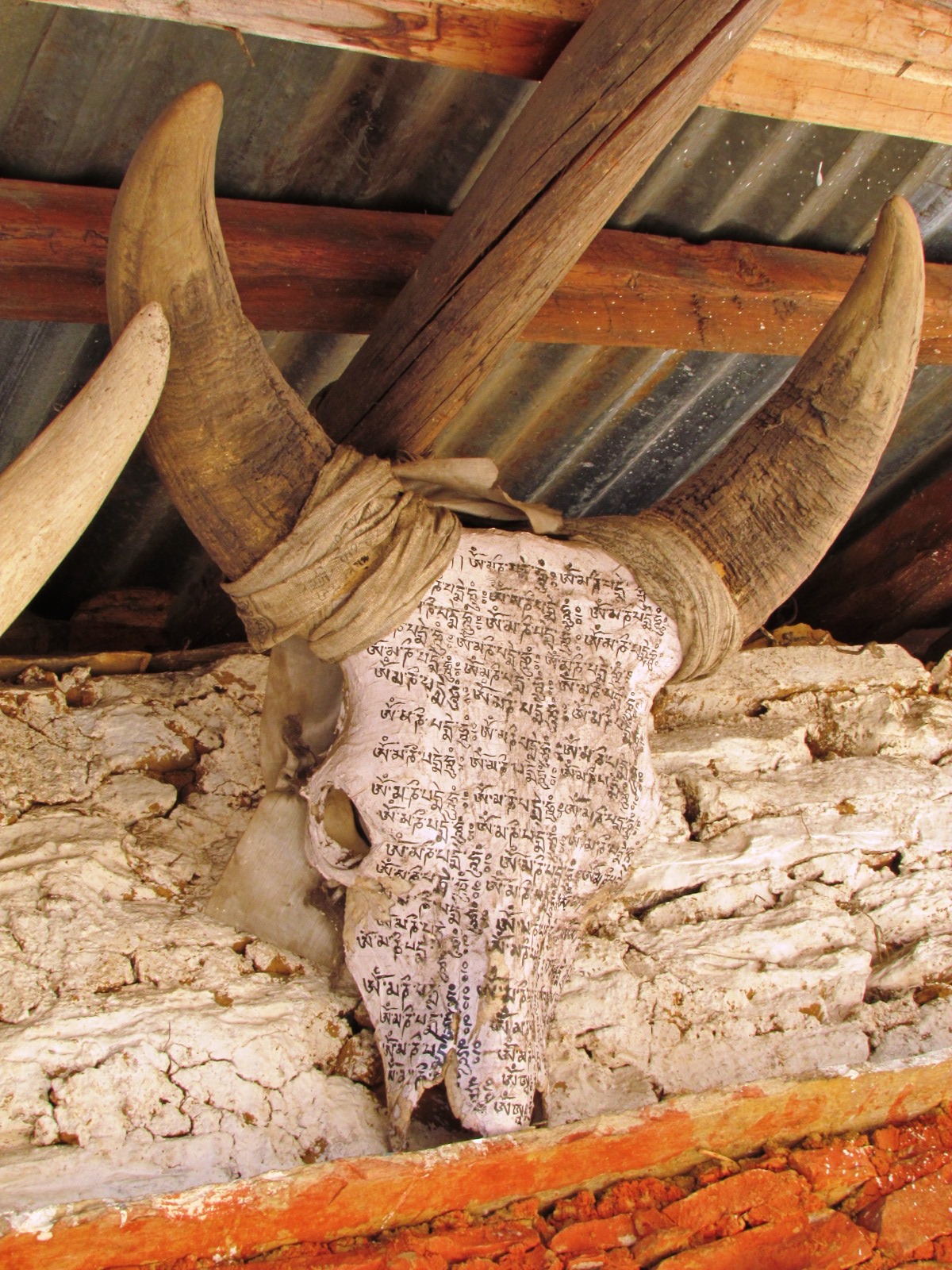 Mithun skull with long curved horns, inscribed with Tibetan mantras and bound with cloth, mounted on a Monpa house wall