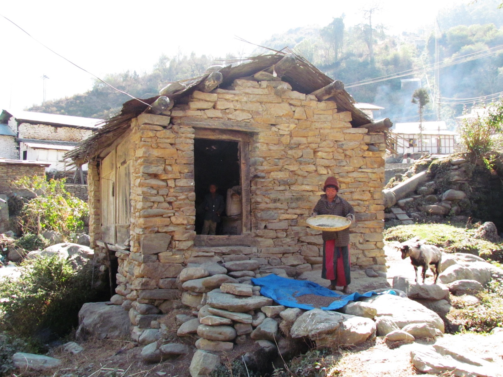 Monpa woman winnowing grain in a flat bamboo tray outside a dry-stone granary with a thatched timber roof
