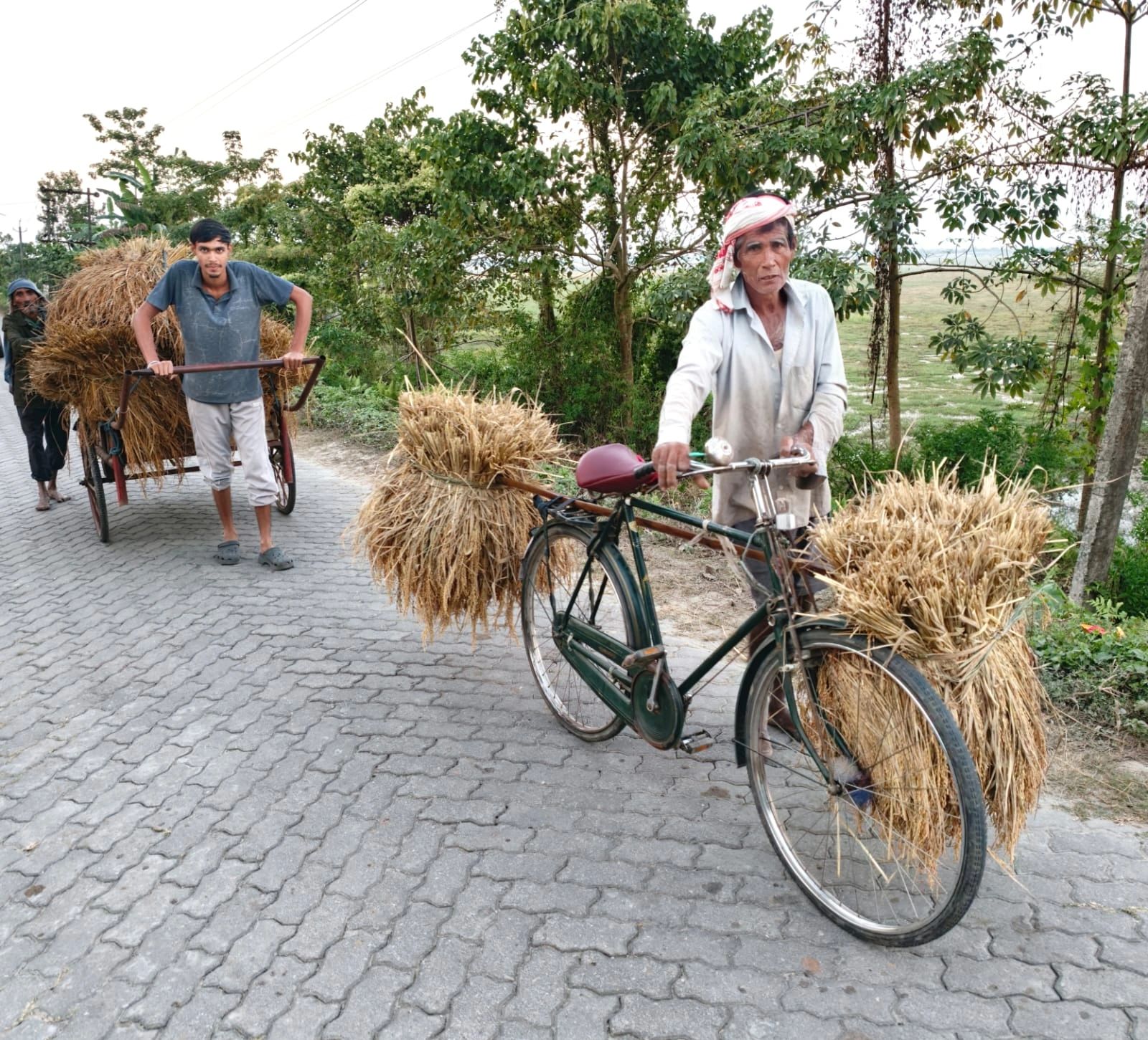 Two farmers moving harvested paddy sheaves by bicycle and handcart along a paved village road beside green fields in Assam